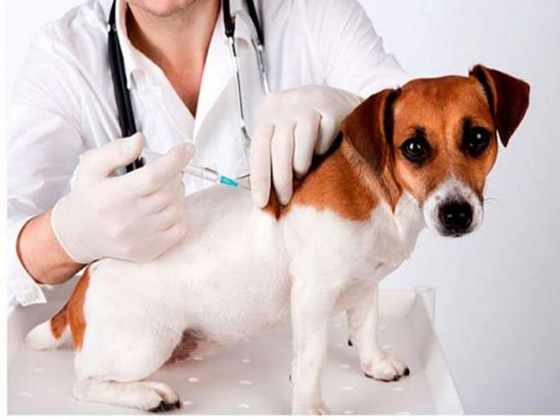 Tiêm phòng đầy đủ cho chó, mèo nuôi và tiêm nhắc lại hàng năm theo khuyến cáo của ngành thú y. Ảnh nguồn: Cục Y tế dự phòng – Bộ Y Tế