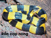 ran cap nong.jpg