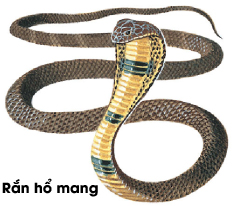 ran ho mang.jpg