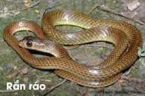 ran rao.jpg